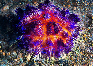 Variable Fire Urchin/Photographed with a Canon 60 mm macr... by Laurie Slawson 